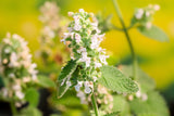 1000 HEIRLOOM CATNIP Nepeta Cataria Herb Flower Seeds