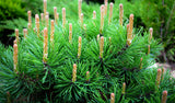 25 MUGO PINE Dwarf Evergreen Pinus Pumilio Shrub Seeds