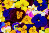 250 Mixed Colors SWISS GIANT PANSY Viola Wittrockiana Flower Seeds