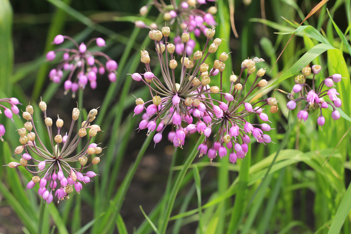 250 ALLIUM NODDING ONION Allium Cernuum Flower Seeds