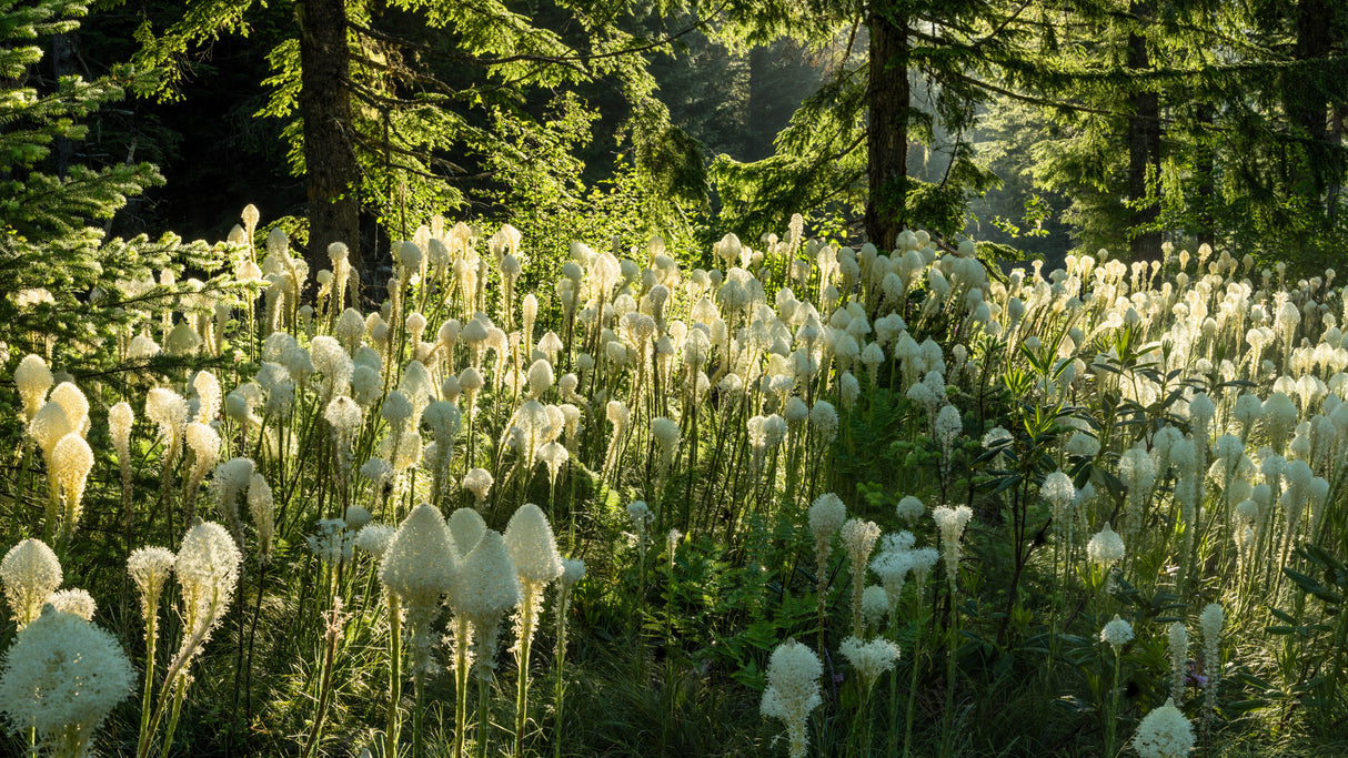 100 BEAR GRASS aka Bear LILY Beargrass Ornamental Xerophyllum Tenax Flower Seeds