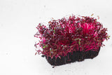 500 RED GARNET AMARANTH Amaranthus Tricolor Vegetable Flower Seeds