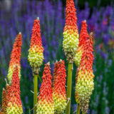 50 TORCH LILY Red Hot Poker / Tritoma / Kniphofia Uvaria Flower Seeds