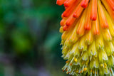 50 TORCH LILY Red Hot Poker / Tritoma / Kniphofia Uvaria Flower Seeds
