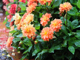 50 EARLY BIRD DAHLIA Mixed Colors Flower Seeds