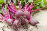 250 PIATTA D'EGITTO BEET Italian Heirloom Beta Vulgaris Cicla Vegetable Seeds