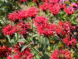 10 Panorama RED BEE BALM Monarda Didyma Oswego Tea Herb Flower Seeds