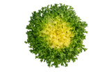 3000 GREEN CURLED ENDIVE (Frisée / Salad Endive / Moss Curled Endive / Escarole) Cichorium Endivia Vegetable Seeds