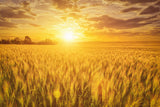 300 Wrens Abruzzi WINTER RYE Secale Cereale Grain Cover Crop Seeds