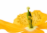 20 Yellow WELSH POPPY Meconopsis Papaver Cambricum Perennial Shade Flower Seeds