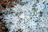300 SILVERDUST DUSTY MILLER Cineraria Maritima Jacobaea Senecio Flower Seeds
