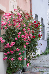 5 PINK CLIMBING ROSE Rosa Bush Vine Climber Fragrant Butterfly Flower Seeds