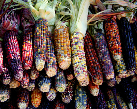 100 Ornamental INDIAN CORN WAMPUM Mixed Colors Zea Mays Vegetable Seeds