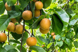 20 ASIAN PEAR TREE Pyrus Pyrifolia Oriental Japanese Fruit Seeds