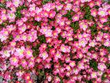 50 ROSE ROBE SAXIFRAGA Arendsii Mossy Rockfoil Evergreen Flower Seeds