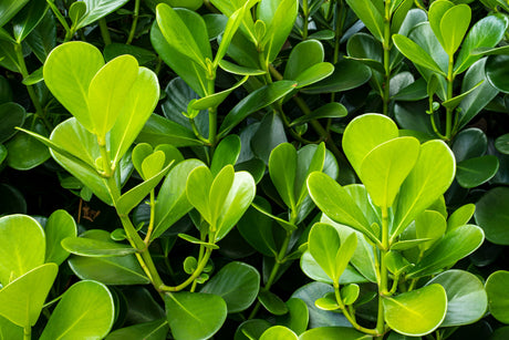40 LITTLELEAF BOXWOOD Korean Buxus Microphylla Koreana Shrub Seeds