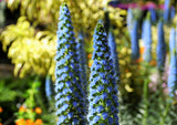 40 Blue PRIDE OF MADEIRA Echium Candicans Fastuosum Nectar Flower Seeds