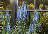 40 Blue PRIDE OF MADEIRA Echium Candicans Fastuosum Nectar Flower Seeds