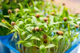 1000 CILANTRO / CORRIANDER / Chinese PARSLEY Coriandrum Sativum Herb Flower Seeds