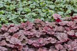 50 Palace Purple HEUCHERA / CORAL BELLS Micrantha Flower Seeds