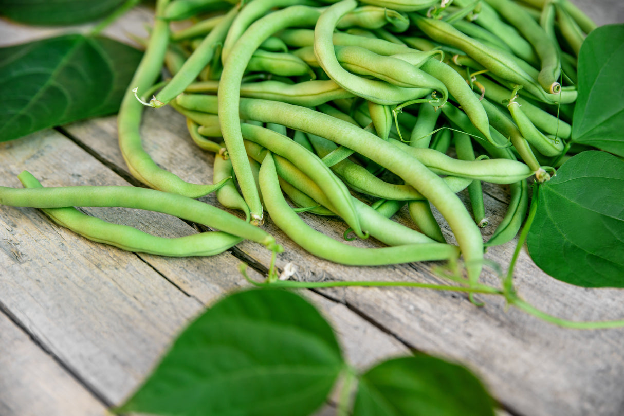 40 GREEN BEAN PROVIDER Phaseolus Vulgaris Vegetable Seeds