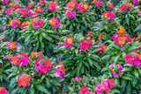 300 Mixed Colors ENGLISH Aegean WALLFLOWER Cheiranthus Cheiri Erysimum Pink Red Yellow Purple Bicolor Flower SeedsSeeds