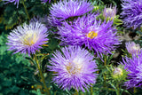 30 VIOLET Purple NEEDLE ASTER Callistephus Chinensis Unicom Flower Seeds