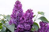 25 FRENCH / Old FASHIONED LILAC Syringa Vulgaris Flower Shrub Bush Seeds