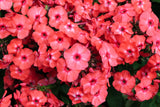 10 TALL GARDEN PHLOX Paniculata Mixed Colors 'New Hybrids Mix' Flower Seeds
