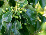 5 CAMPHOR TREE Laurel Cinnamomum Camphora Camphorwood White Flower Black Seeds