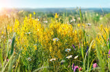 3000 YELLOW SWEET CLOVER Melilotus Officinalis Flower Seeds
