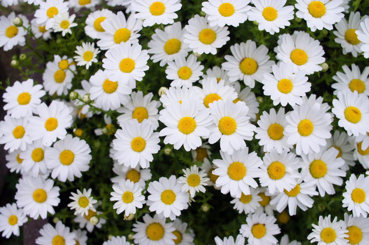 2000 OX EYE DAISY Marguerite Chrysanthemum Leucanthemum White Flower Seeds