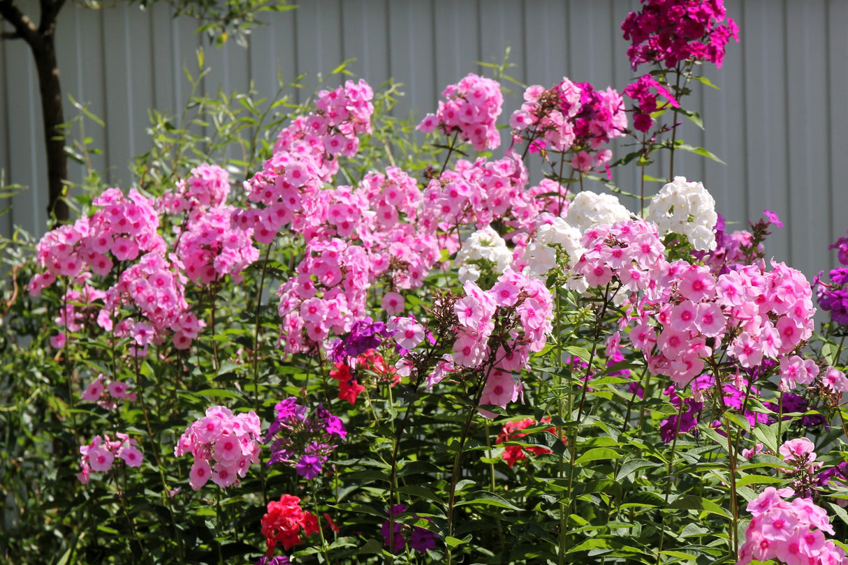 100 PINK DRUMMOND PHLOX Phlox Drummondii Flower Seeds