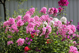100 PINK DRUMMOND PHLOX Phlox Drummondii Flower Seeds