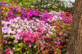 25 MIXED COLORS AZALEA Rhododendron spp. Red, Pink, Purple, White Flower Shade Bush Shrub Seeds