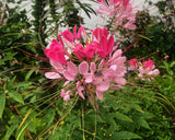 200 ROSE QUEEN CLEOME Hassleriana Spinosa Pink Spider Flower Seeds