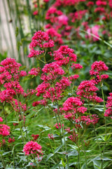 50 RED JUPITER'S BEARD Valerian Keys of Heaven Centranthus Ruber Flower Seeds