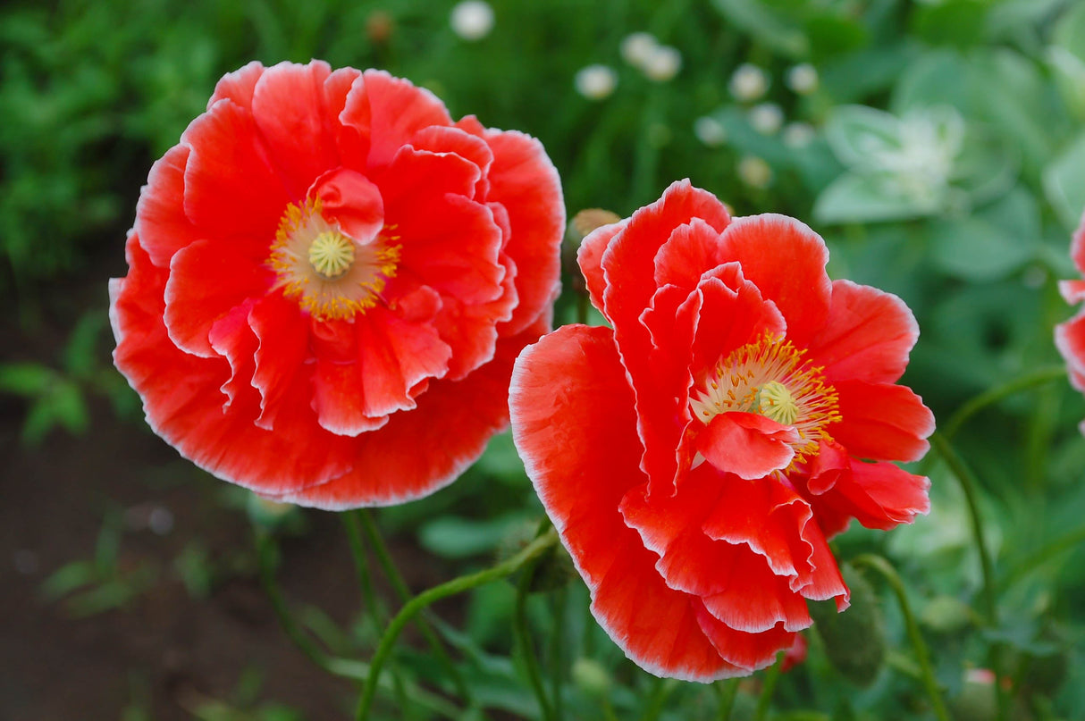 1000 Mixed Colors DOUBLE SHIRLEY POPPY Papaver Rhoeas Flower Seeds