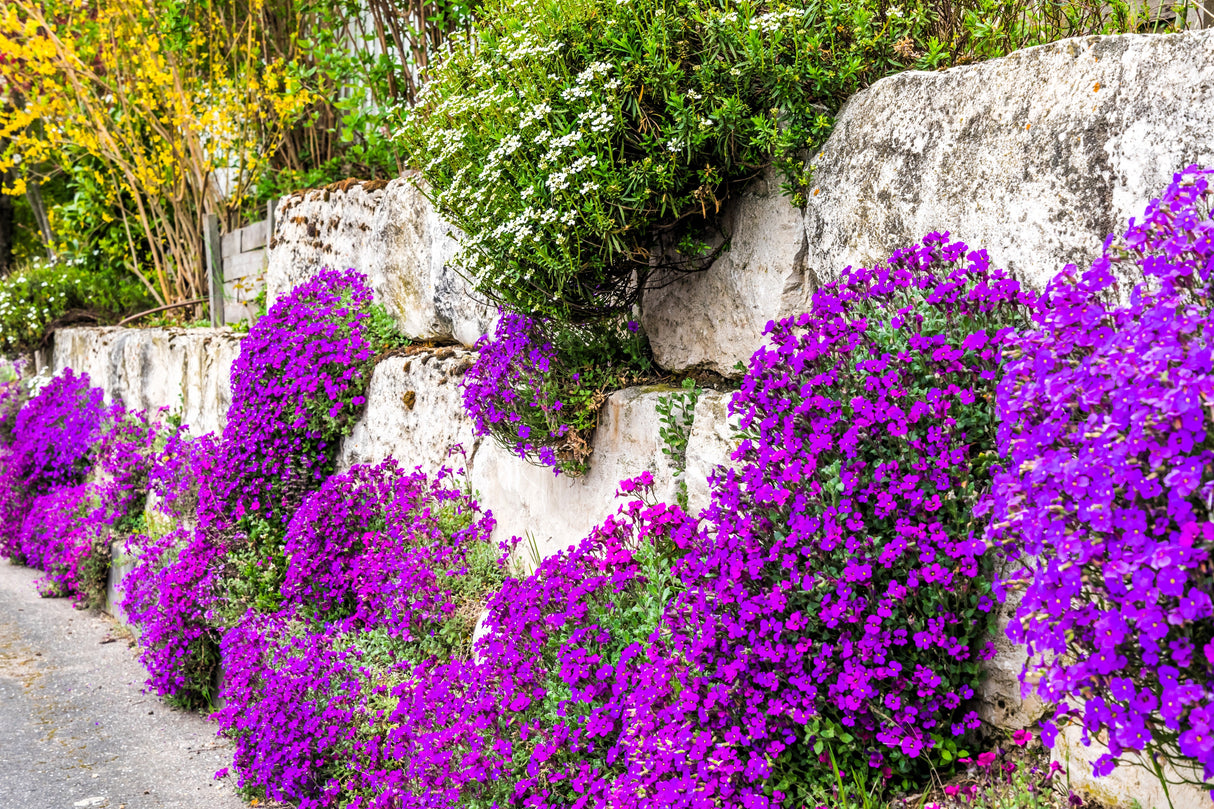 400 RAINBOW ROCKCRESS Rock Cress Large Flowered Aubrieta Cultorum Flower Seeds