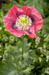 1000 POPPY " THE GIANT " Papaver Giganteum Pink & Purple Huge Pods Flower Seeds