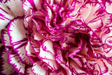 100 RAINBOW CARNATION Mix Mixed Colors Dianthus Caryophyllus Flower Seeds