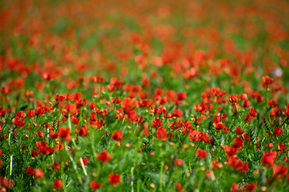 10 ADONIS PHEASANTS EYE Adonis Aestivalis Red & Black Flower Seeds
