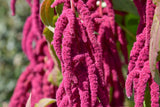 500 LOVE LIES BLEEDING Amaranthus Caudatus (Kiss Me Over The Garden Gate) Flower Seeds