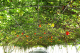 2 GAC FRUIT Gac Melon Vine Momordica Cochinchinensis Seeds