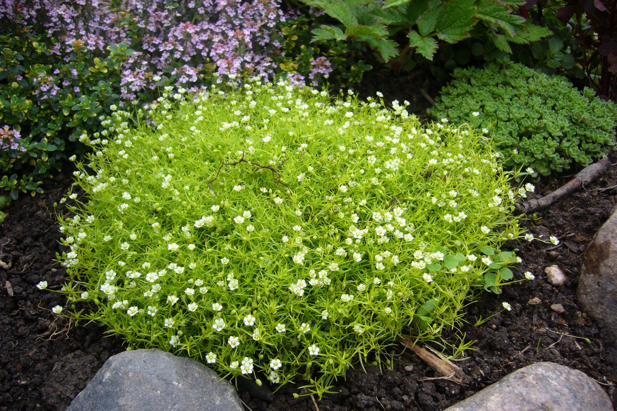50 IRISH MOSS Groundcover Heath Pearlwort Sagina Subulata White Flower Seeds
