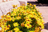1000 MIXED AFRICAN DAISY ( Cape Marigold / Sun Marigold ) Dimorphotheca Sinuata Flower Seeds