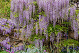 5 JAPANESE WISTERIA Floribunda Flower Purple Ornamental Vine Climber Seeds