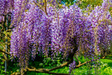 5 BLUE CHINESE WISTERIA Sinensis Ornamental Vine Climber Blue Violet Purple Flower Seeds