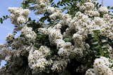 1000 Bulk CREPE MYRTLE Mixed Colors Lagerstroemia Indica Mix Tree Shrub Flower Seeds - Red, Purple, Light Pink, Dark Pink, White, & Lilac