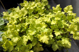 1200 Mixed Colors CORAL BELLS HEUCHERA Shade Flower Seeds